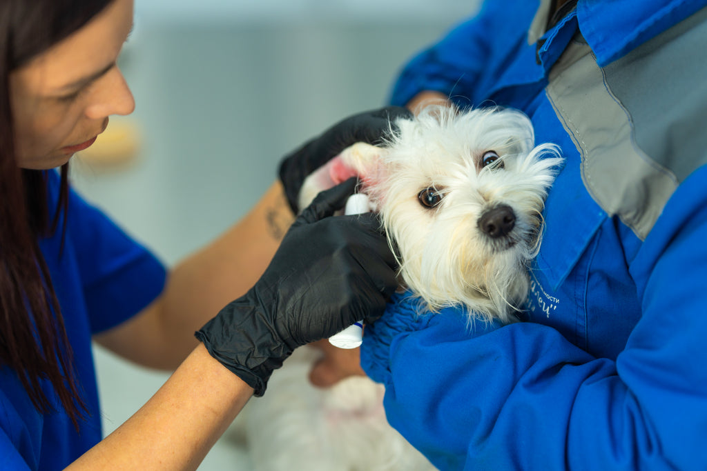 Veterinarian treats a terrier’s ear with black Raxwell gloves. Image conveys gentle pet care with sanitary protection.